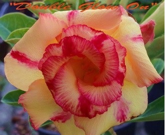 (image for) New Adenium \'Double Glow On\' 5 Seeds